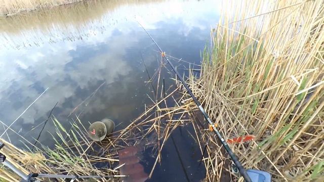 Карась зашел на нерест I Ловля в зарослях камыша на поплавок смотреть онлайн
