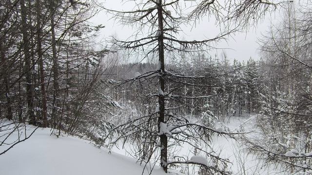 Заснеженный лес. ч.11. Январь 2024 смотреть онлайн
