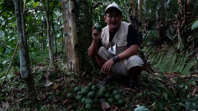 Pohon Alpukat Hass di Indonesia Berbuah di Dataran Tinggi | Bibit Terbukti Asli смотреть онлайн