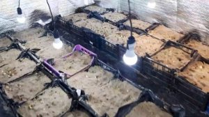 Выращивание тюльпанов при искусственном освещении Светодиодные лампы и светил. Выгонка в помещении.