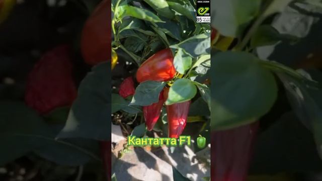 Новинка! Перец Кантатта F1 | Kantatta