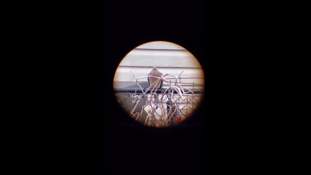 SVBONY SPOTTING SCOPE SV14 25x75-70 Unboxing & Review & Bird Watching By KVUSMC смотреть онлайн
