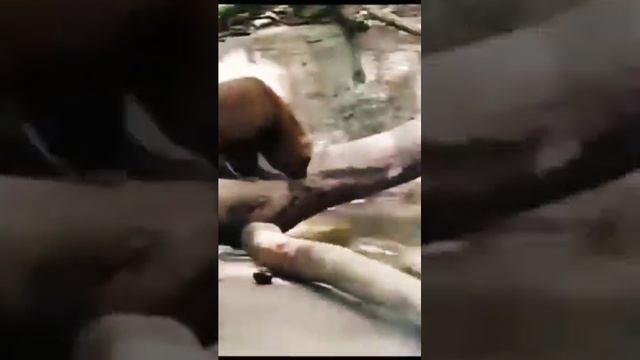 Кустарниковые СобАки москОвский зооПарк??????Bush Dogs Moscow Zoo?????? смотреть онлайн