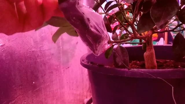 100%метод размножение Растений и деревьев! смотреть онлайн