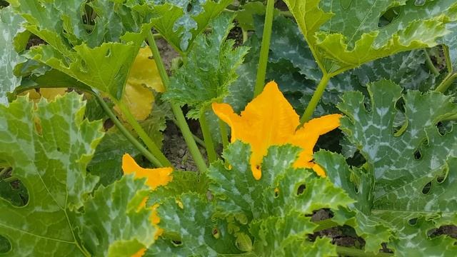 Кабачок "Искандер" очень вкусный и урожайный смотреть онлайн