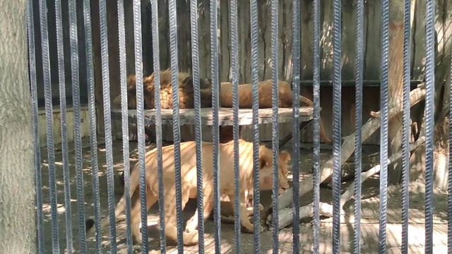 Одесса, Украина, зоопарк видео 2021 год(3) смотреть онлайн