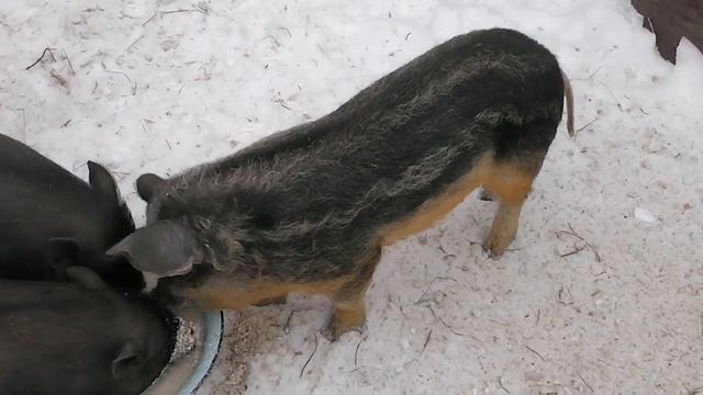 Поросятки в нашем дворе смотреть онлайн