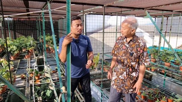 Bincang aglaonema di nursery rahasia Pak Greg Hambali смотреть онлайн