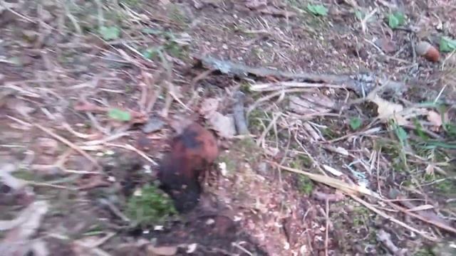 Ozorek dębowy - Fistulina hepatica смотреть онлайн