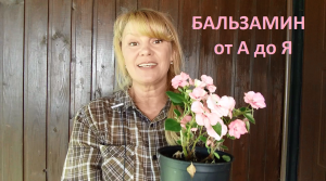 Бальзамин от а до я
