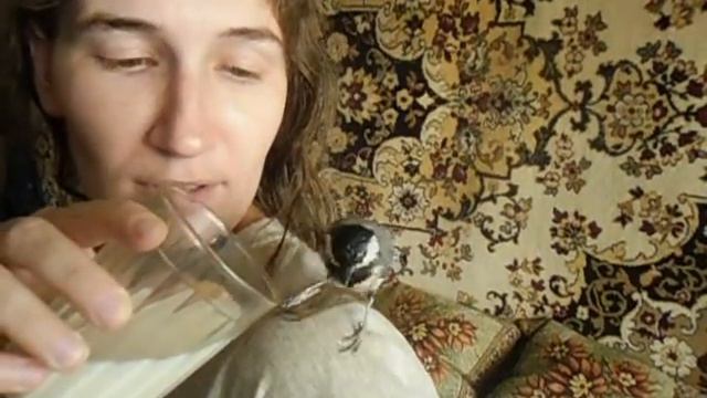 Синица пьёт молоко смотреть онлайн