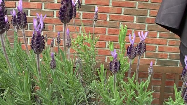 Spanish Lavender (Lavandula Stoechas) at the end of May смотреть онлайн