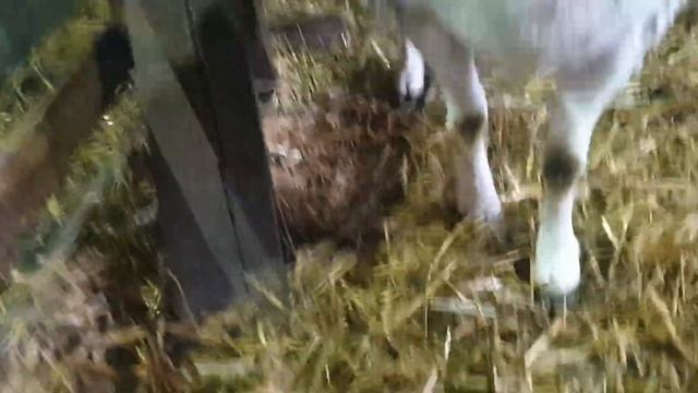 Тройня помесь Дорпера 50% #dorpersheep #dorper #дорпер #помесьдорпер #ram смотреть онлайн