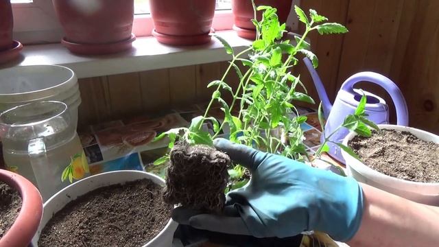 Пересаживаем вербену в другой горшок смотреть онлайн