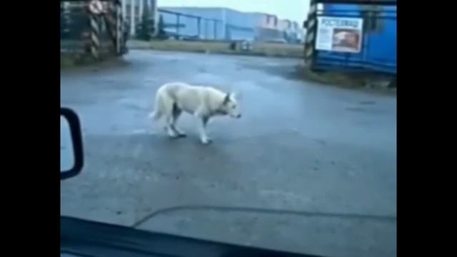 это нож я боюсь ножей смотреть онлайн