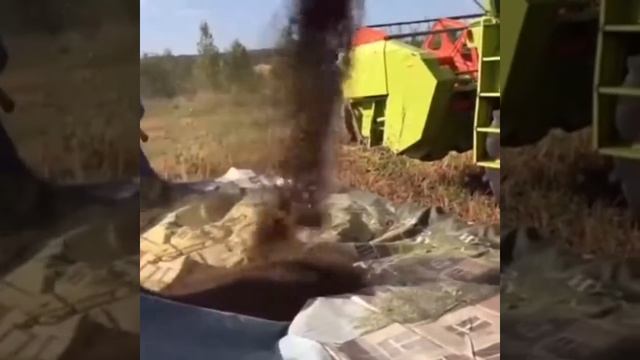 Гречка от поля до магазина смотреть онлайн