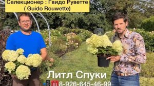 Литл Спуки, ✅самая маленькая гортензия в мире?? от селекционера Гвидо Руветте