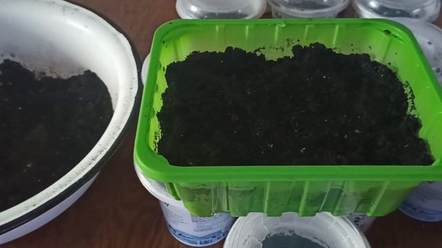 Посев семян картофеля на рассаду. Особенности цветка виола. смотреть онлайн