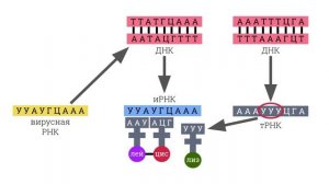 Биосинтез белка - решение задач ЕГЭ по биологии