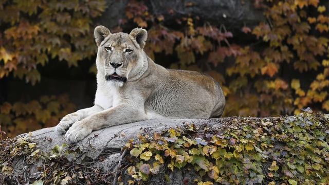 10 ЛУЧШИХ ДОСТОПРИМЕЧАТЕЛЬНОСТЕЙ ЧИКАГО смотреть онлайн