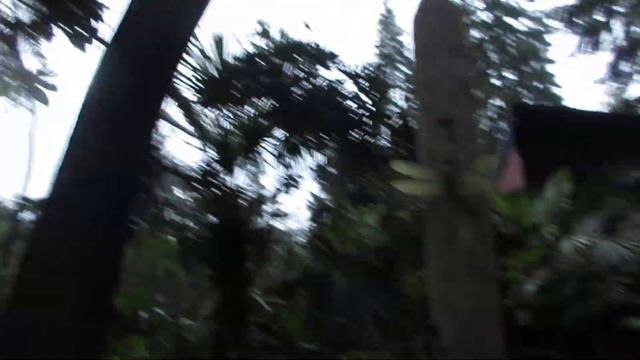 Cold Tolerant Exotic Clematis Vine With Huge Flowers