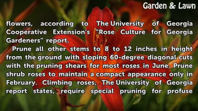 How to Prune Roses in Georgia смотреть онлайн