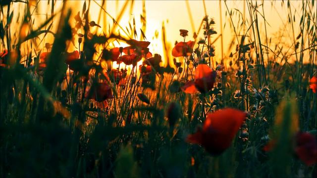 Ivan Corbic Flight of the Bumblebee смотреть онлайн