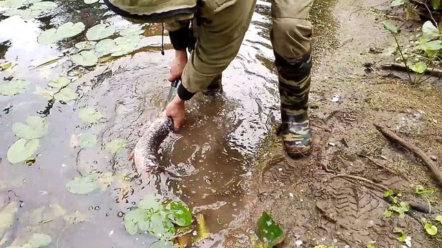 Просто нож! Как сохранить рыбу при +25 на улице... смотреть онлайн