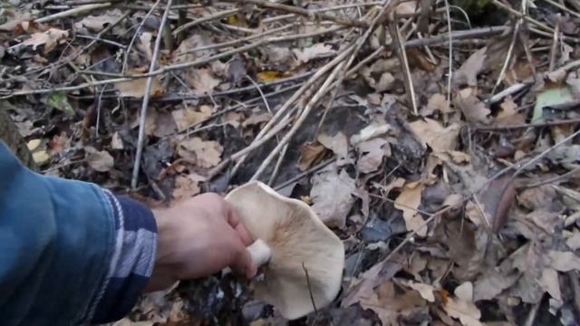 I Лиственный лес грибы Рядовки? Deciduous Forest Mushrooms Ryadovki? Украина Ukraine 20201026