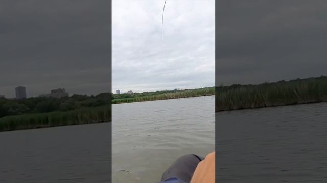 Рыба ест?? #рыбалка #fishing #спиннинг #судак #рыба #рыбак #volgabaits #narval #angler #spinning смотреть онлайн