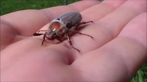 Майский жук