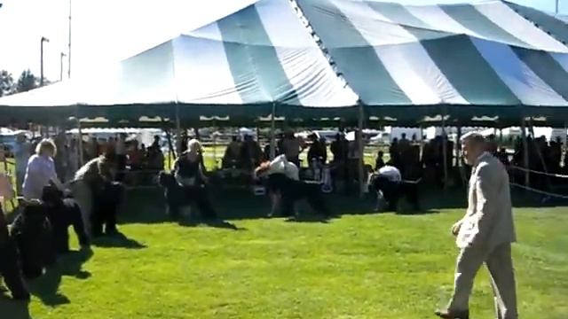 Black Russian Terrier National specialty exhibition смотреть онлайн