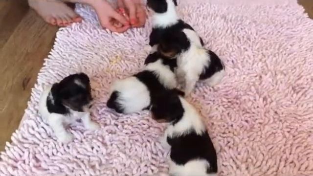 Малыши Бивер Йорка 1 месяц смотреть онлайн