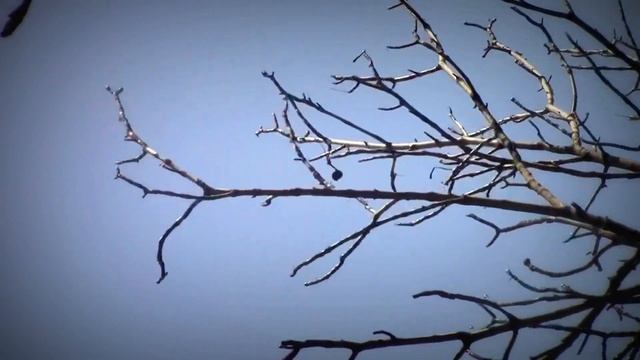 Белки в весеннем парке. Пушистые позитивчики смотреть онлайн