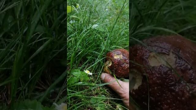 Primo FUNGO PORCINO 2021(Boletus pinophilus) смотреть онлайн