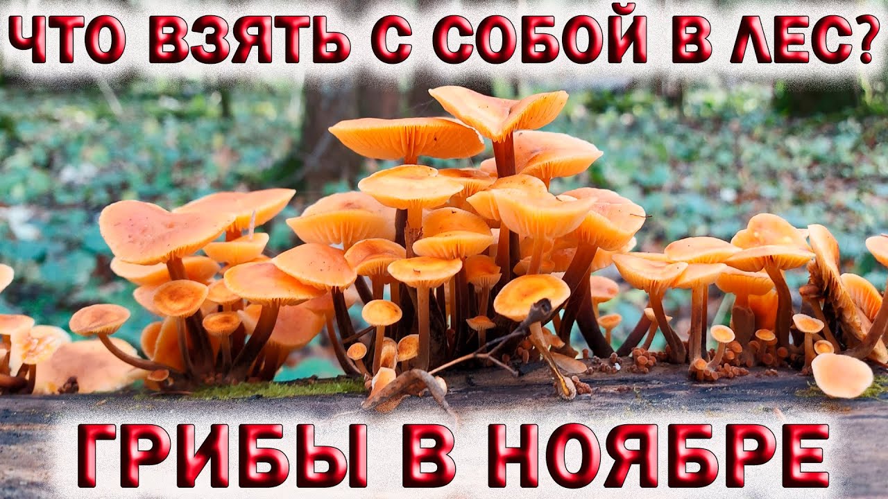 ?ГРИБЫ В НОЯБРЕ?ЗИМНИЕ ОПЯТА?ЧТО ВЗЯТЬ С СОБОЙ В ЛЕС ? ?ТИХАЯ ОХОТА В ПОДМОСКОВЬЕ смотреть онлайн