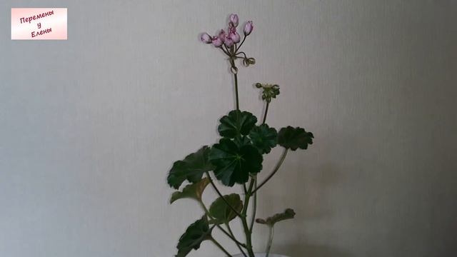 Пеларгония - мечта: первое цветение сорта "Linnea Andrea" смотреть онлайн