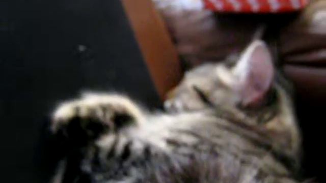 Моль и ее шевелюхи смотреть онлайн