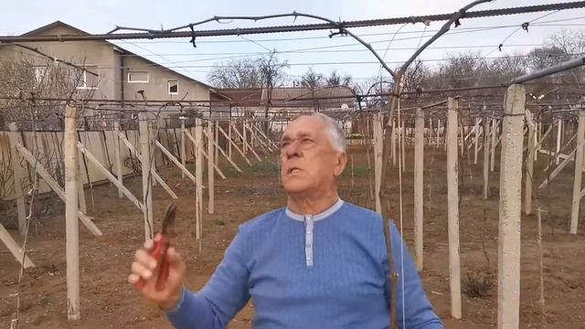 Виноград на горизонтальной шпалере часть 3 смотреть онлайн