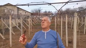 Виноград на горизонтальной шпалере часть 3
