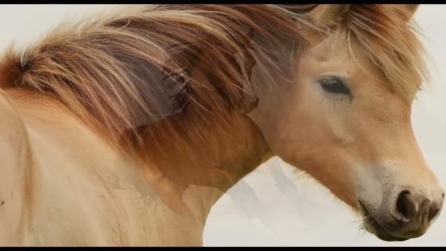 И.Штраус "Радецкий марш" (Красивые лошади) смотреть онлайн