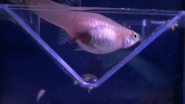Guppys embarazada dando a luz HD II смотреть онлайн