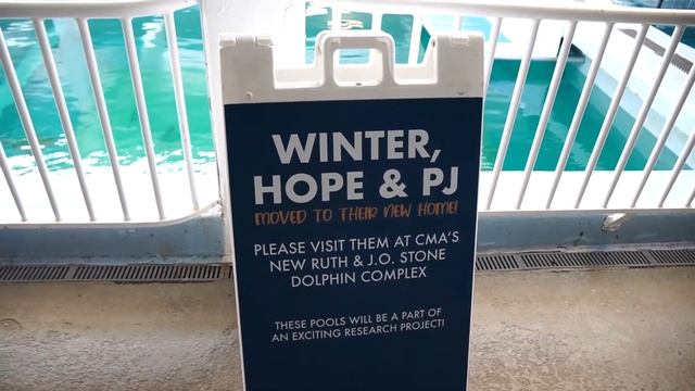 Meeting Dolphins At The Clearwater Marine Aquarium & Checking Into Winter The Dolphin's Beach Club! смотреть онлайн
