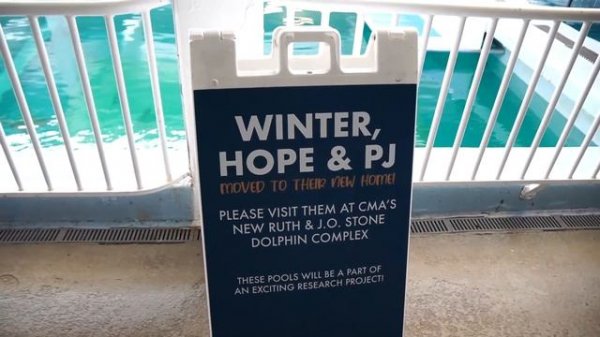 Meeting Dolphins At The Clearwater Marine Aquarium & Checking Into Winter The Dolphin's Beach Club!