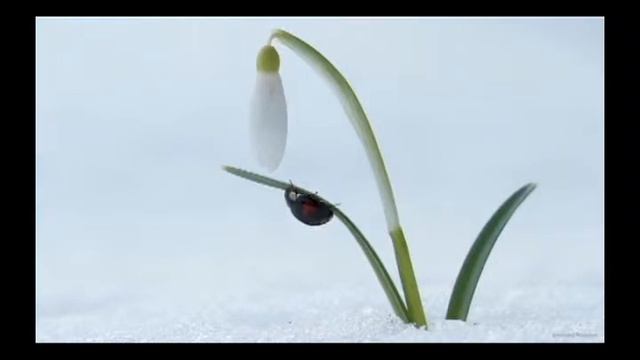 Early spring(Ранняя весна) смотреть онлайн
