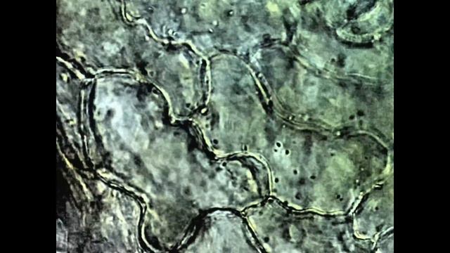 Движение органелл по клетке  циркуляция веществ