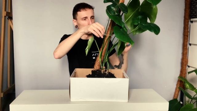 ALOCASIA PINK DRAGON Z BULWY & PRZESADZAM I ZAGĘSZCZAM DUŻĄ MONSTERA DELICIOSA