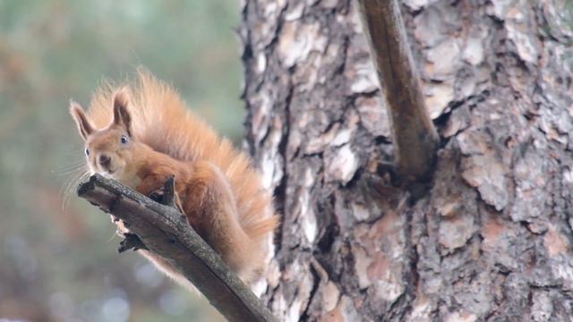 Autumn day in Kyiv / Осенний день в Киеве смотреть онлайн