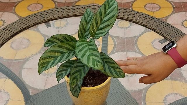 Calathea Concinna Care, Calathea Freddie Care, Freddie Prayer Plant or Zebra Plant care смотреть онлайн