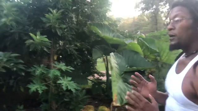 How to get maximum growth from your Star Fruit and Avocado Tree 100% guaranteed!! смотреть онлайн